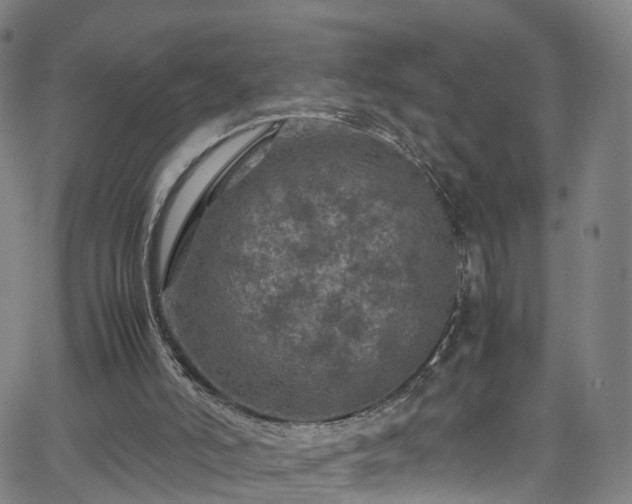 X0000065980006200603101434