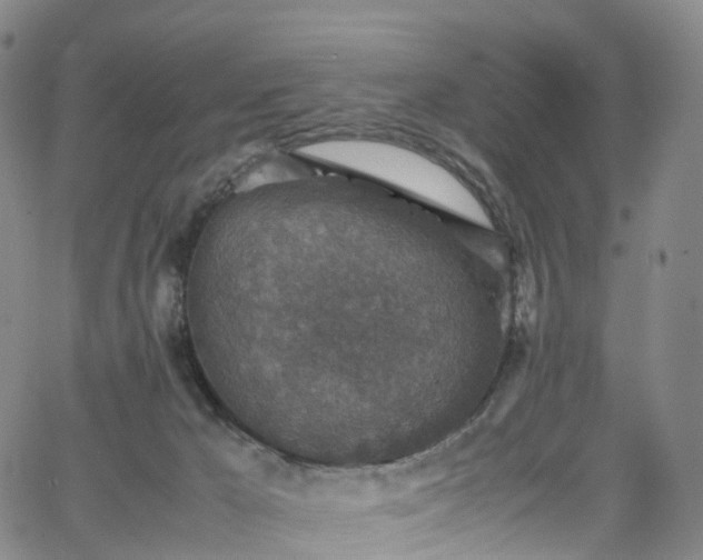 X0000065980029200603101433