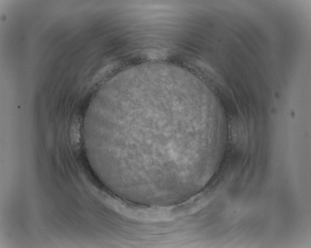 X0000065980032200603101433