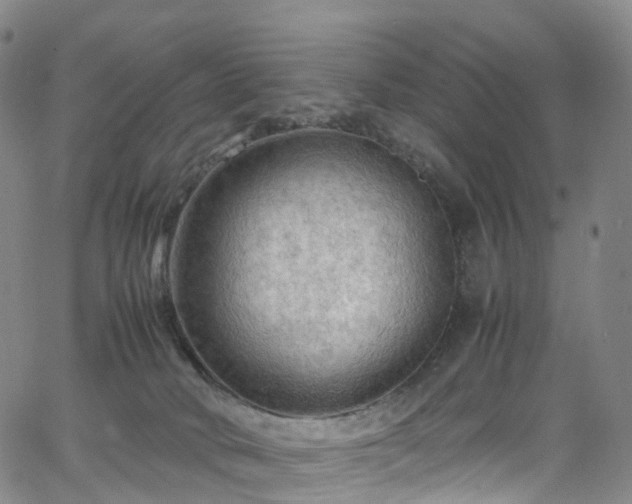 X0000065980034200603101433