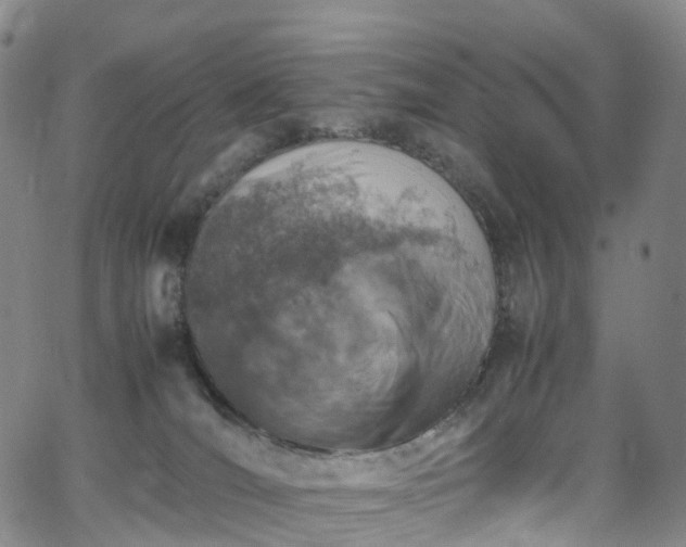 X0000065980036200603101433