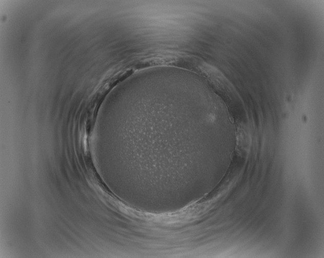 X0000065980046200603101433