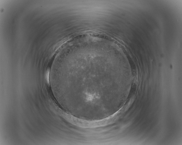 X0000065980047200603101433