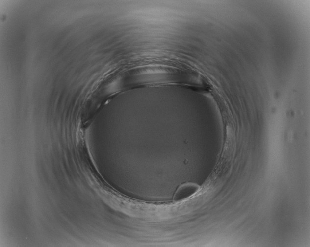 X0000065980048200603101433