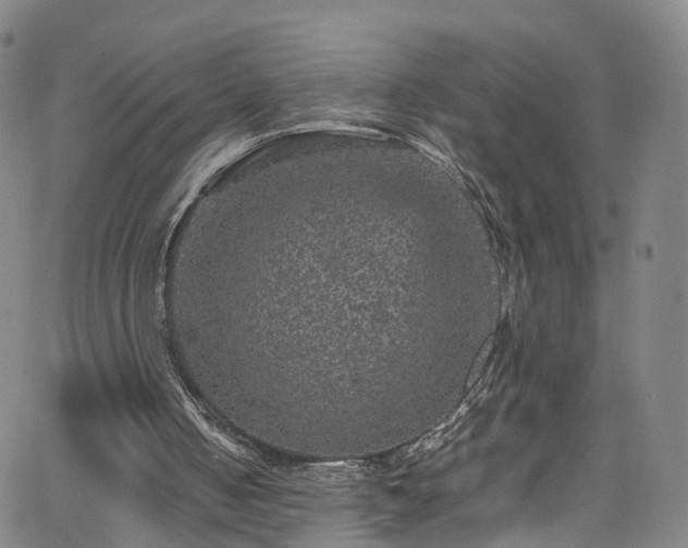 X0000065980050200603101432