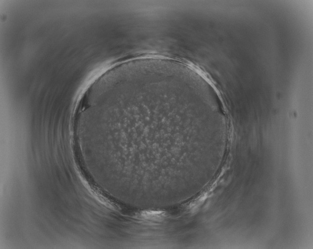 X0000065980055200603101432