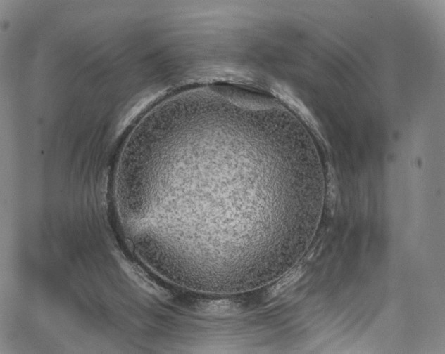 X0000065980058200603101432