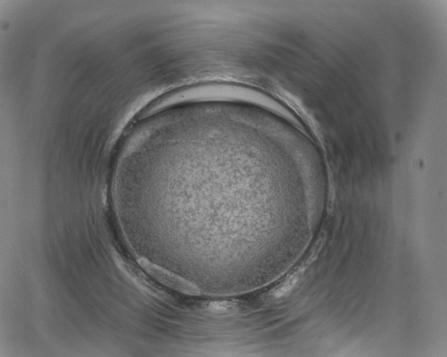 X0000065980060200603101432