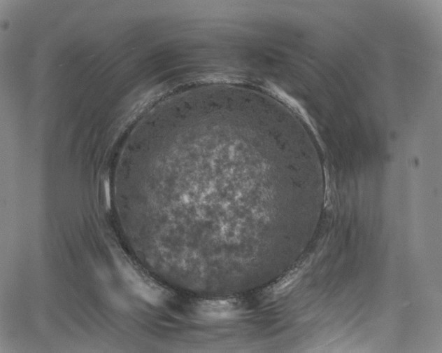 X0000065980061200603101432