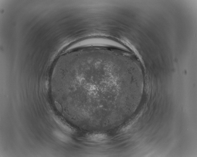 X0000065980063200603101432