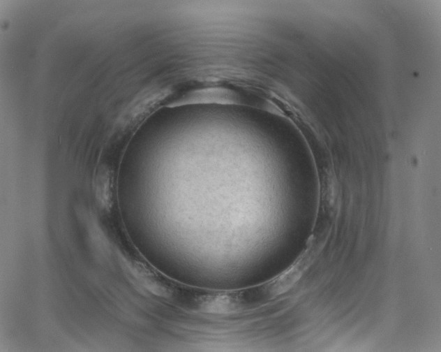 X0000065980074200603101433