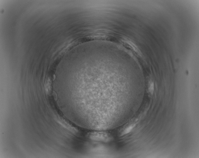 X0000065980077200603101433