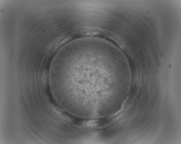 X0000065980078200603101433