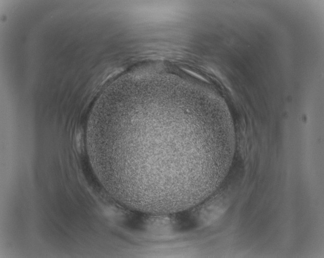 X0000065980123200603101432