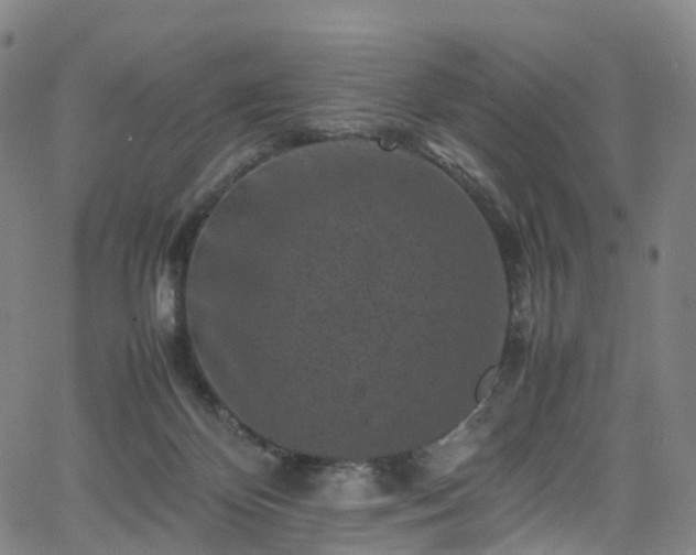 X0000065980124200603101432