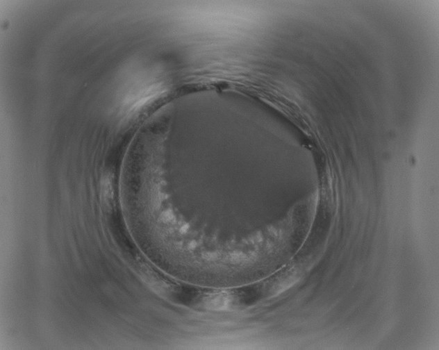 X0000065980127200603101432