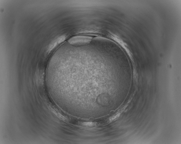 X0000065980153200603101431