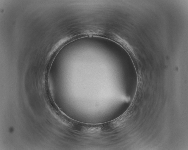 X0000065980155200603101431