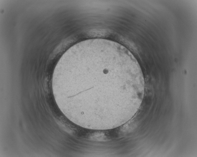 X0000065980162200603101431