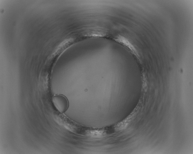 X0000065980163200603101431