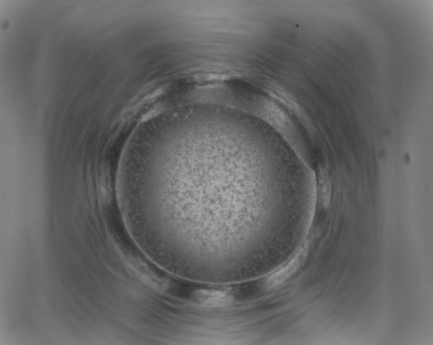 X0000065980170200603101431