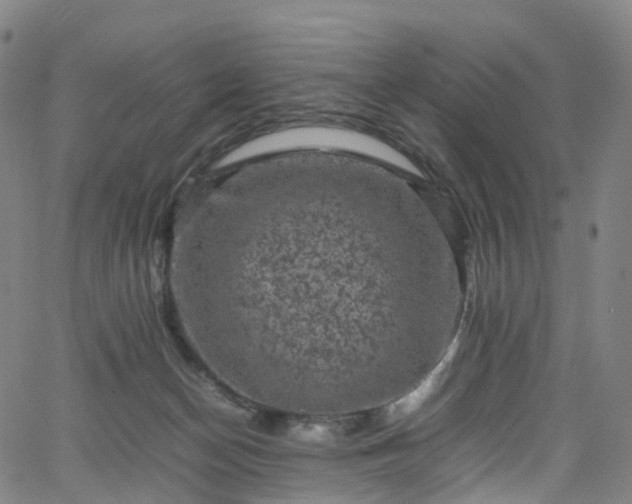 X0000065980174200603101431