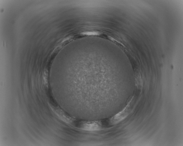 X0000065980175200603101431