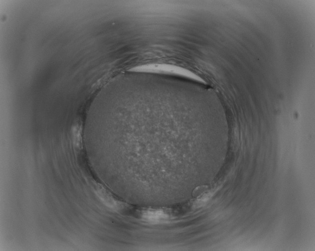 X0000065980177200603101431