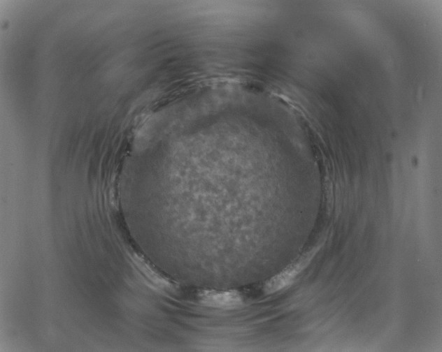 X0000065980185200603101431