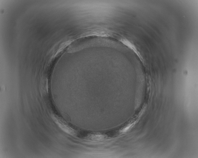 X0000065980205200603101430