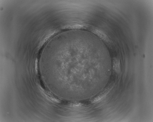 X0000065980206200603101430