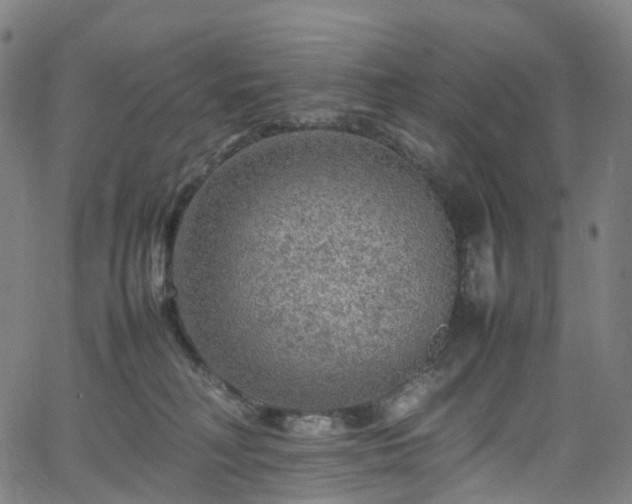 X0000065980230200603101430