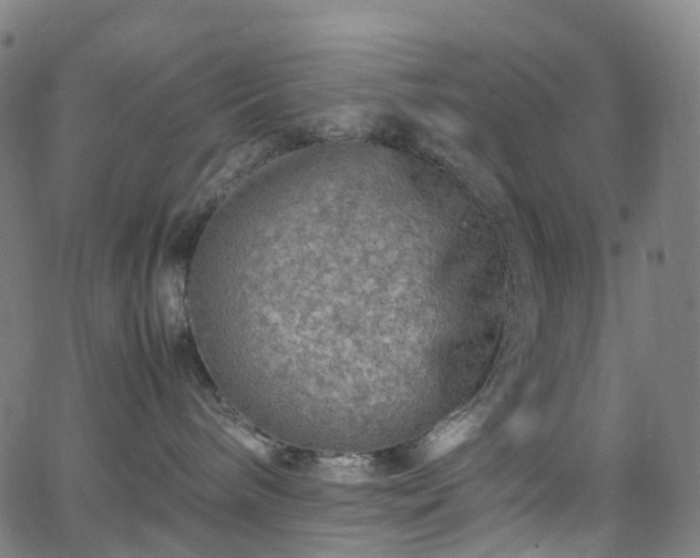 X0000065980240200603101430