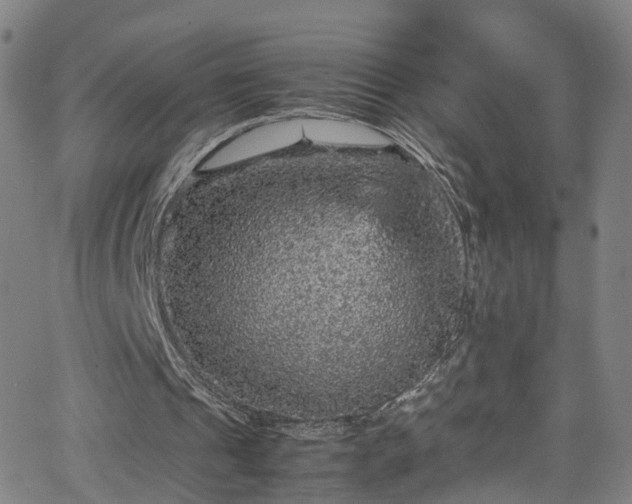 X0000065980241200603101429