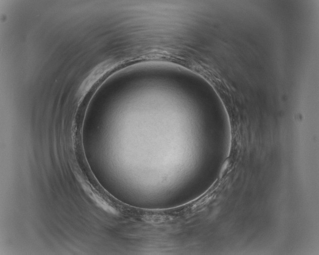 X0000065980242200603101429