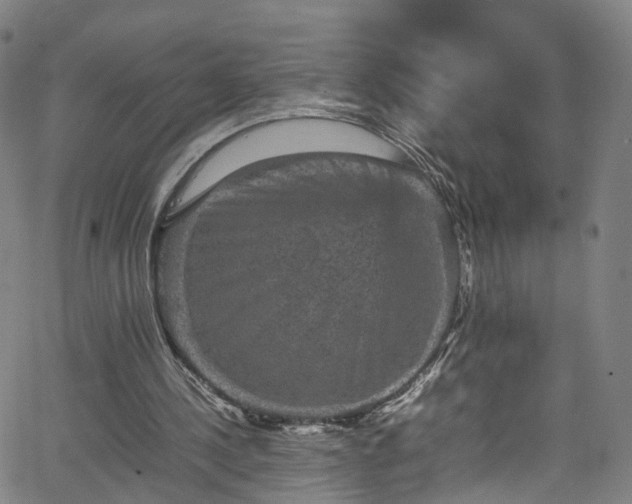 X0000065980244200603101429