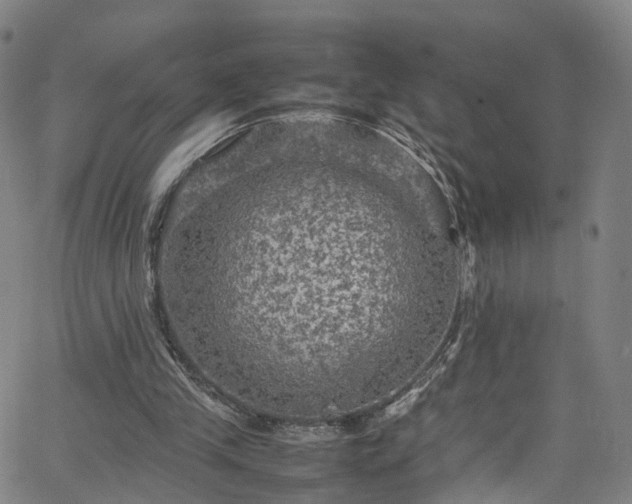 X0000065980245200603101429