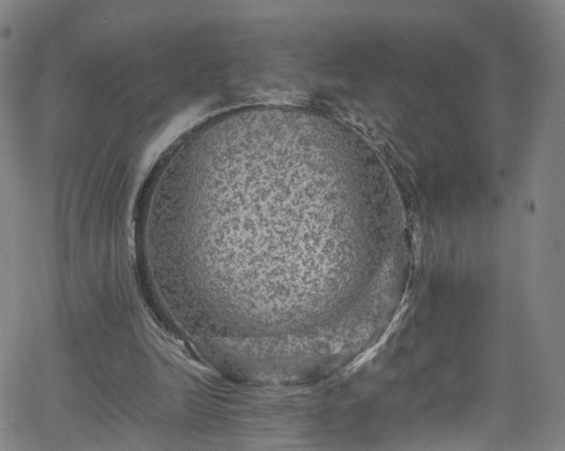 X0000065980246200603101429