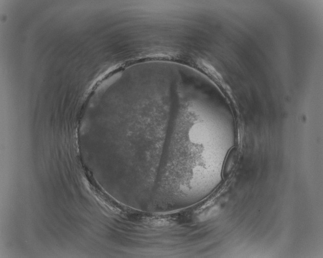 X0000065980249200603101429