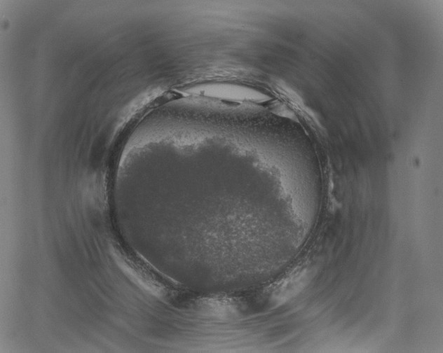 X0000065980250200603101429