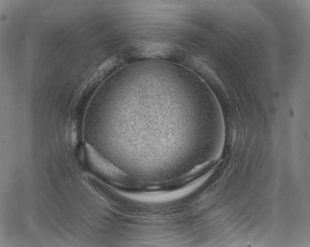 X0000065980260200603101429