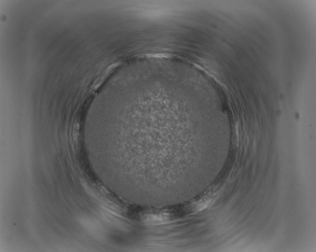 X0000065980263200603101429