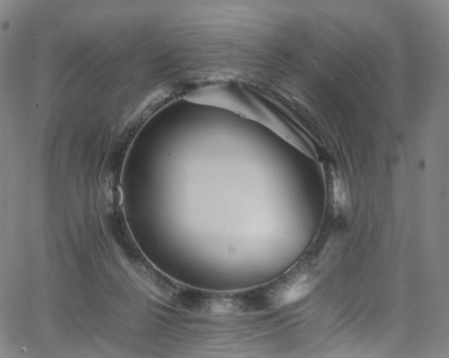 X0000065980264200603101429