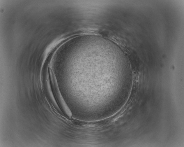 X0000065980294200603101429