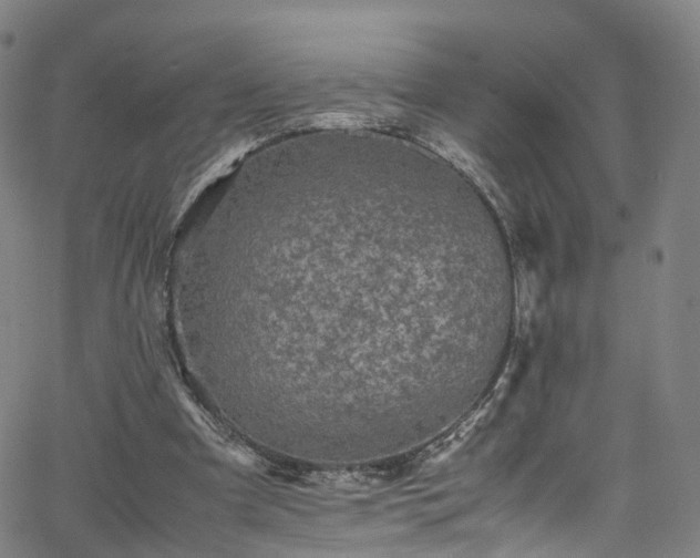 X0000065980297200603101429