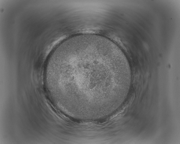 X0000065980299200603101429