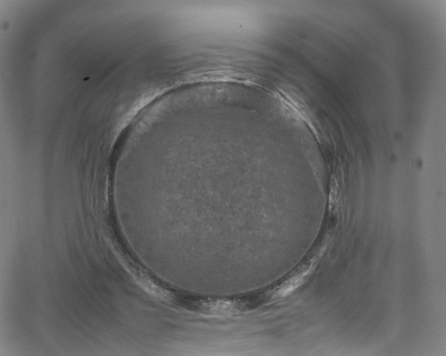 X0000065980301200603101429