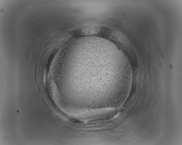 X0000065980315200603101429