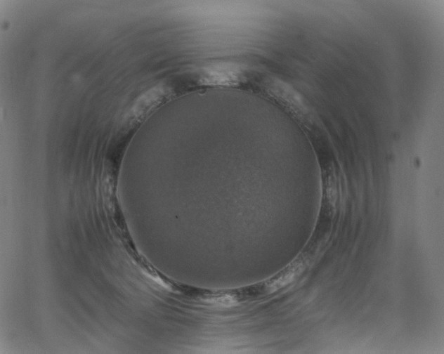 X0000065980322200603101429