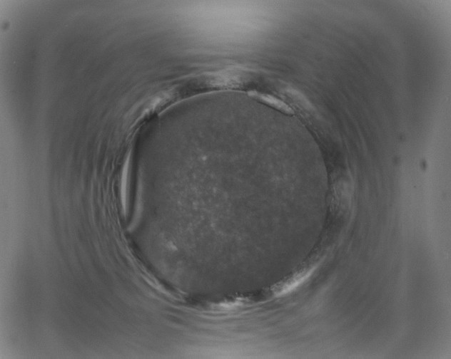 X0000065980325200603101429